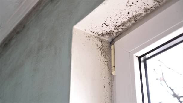 Best Mold Testing and Inspection Services in Perry, OK