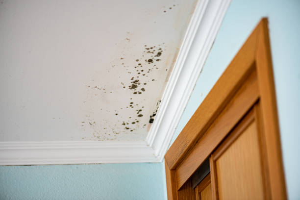 Best Kitchen Mold Remediation in Perry, OK