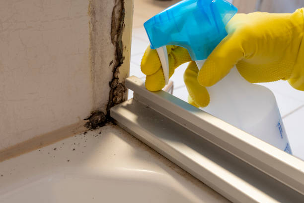 Best Localized Mold Remediation (e.g., coastal areas, humid climates) in Perry, OK