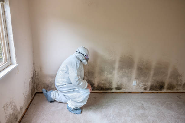 Best White Mold Remediation in Perry, OK