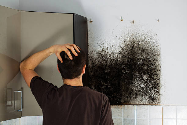 Best Residential Mold Remediation in Perry, OK