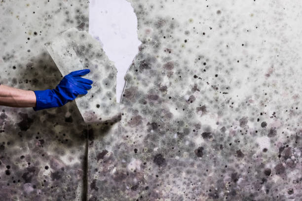 Professional Mold Remediation in Perry, OK