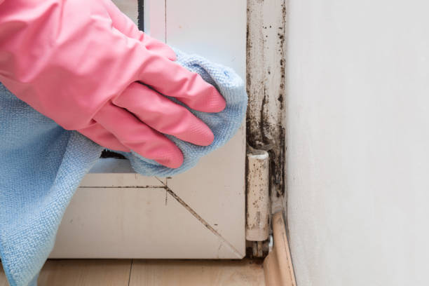 Best Black Mold Remediation in Perry, OK